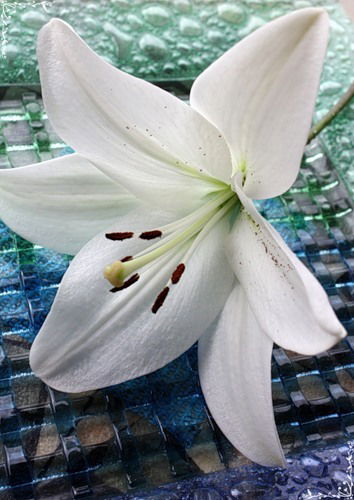 Ольга Бакаева