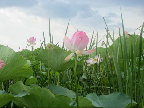 Маргарита Корепанова