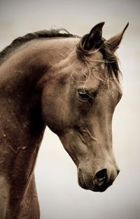 Александр Пчелинцев