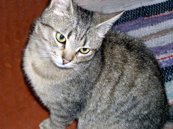 Тамара Фокина