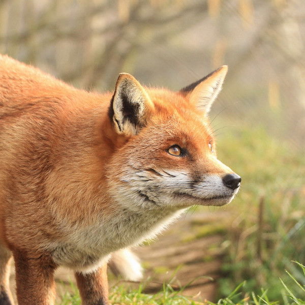 Василиса Шишкина
