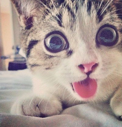 Василиса Кельц