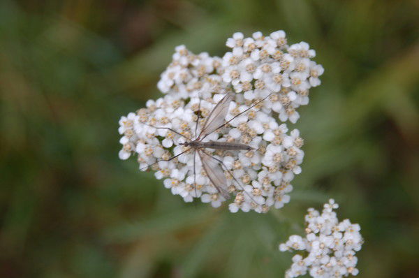 Елена Носова