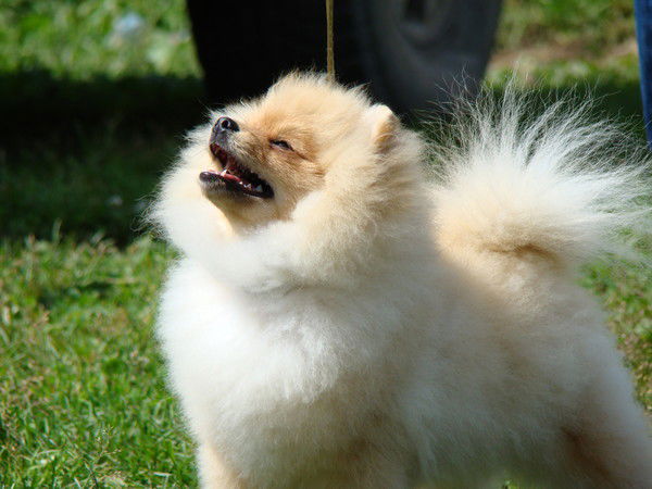 Елена Иванова