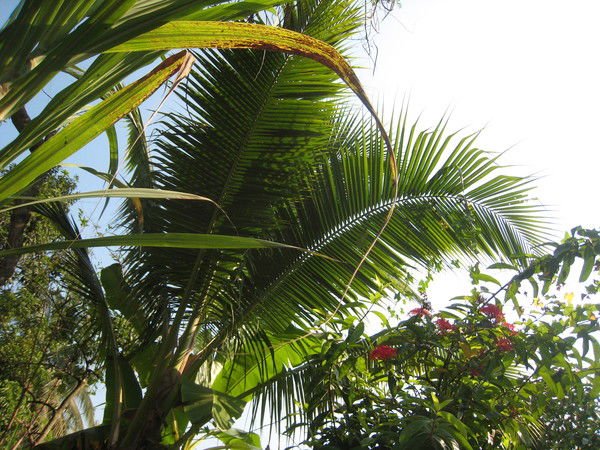 Алексей Голубцов