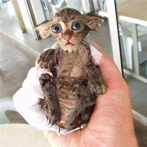 Валентин Сыч