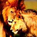 Leo-Strong Leo-Strong