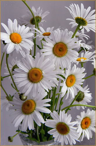 Анжела Ивашкина (Гартман)