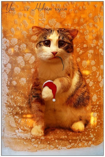 Денис Божок