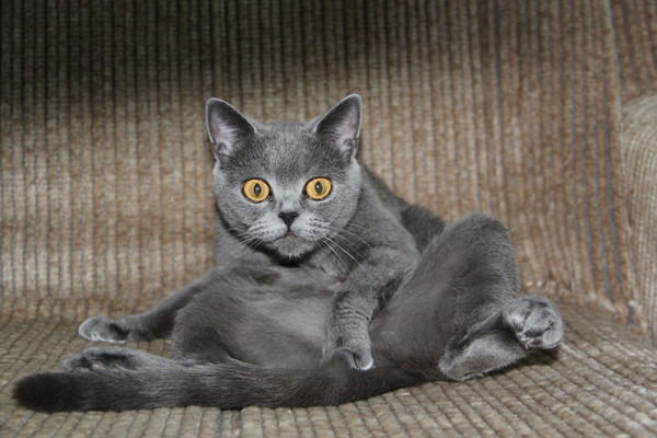 Катя Волкова