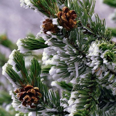 Ульяна Волчок