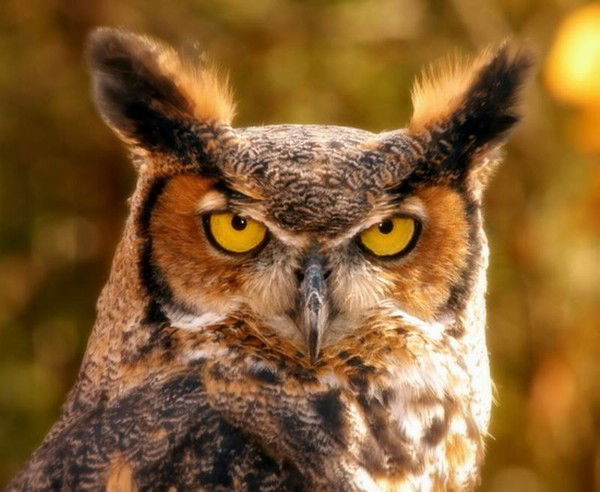 Надежда Чижова