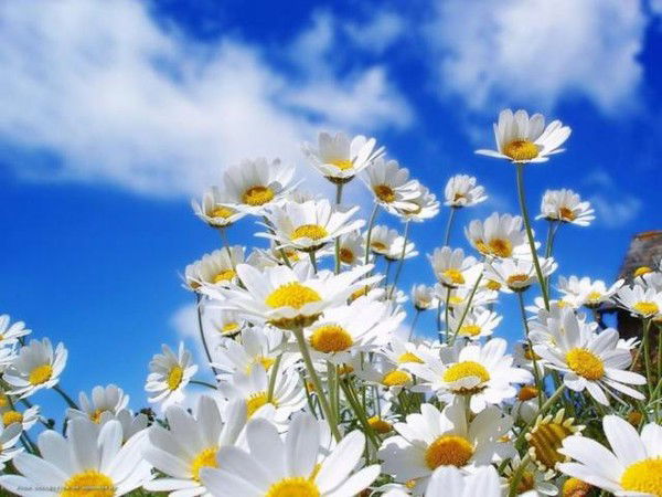 Валентина Резниченко