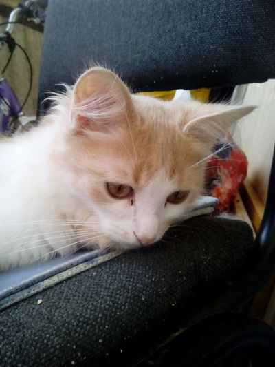 Жасмин Аюпова