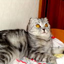 Nika -_