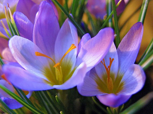 Елена Курицына