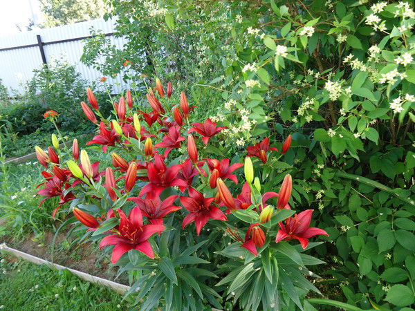 Татьяна Макарова