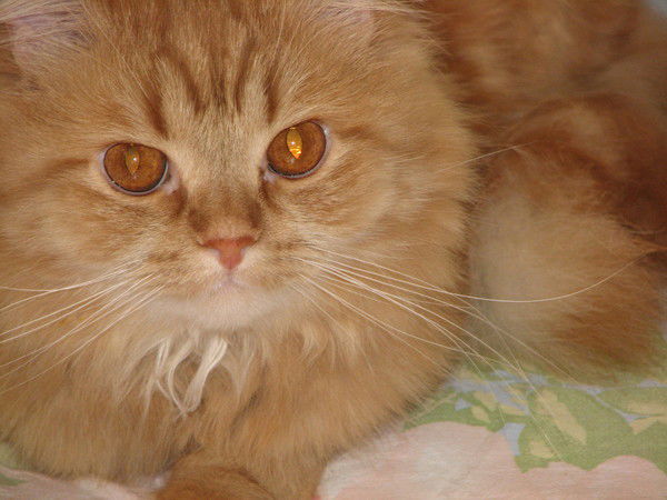 Светлана Запольских