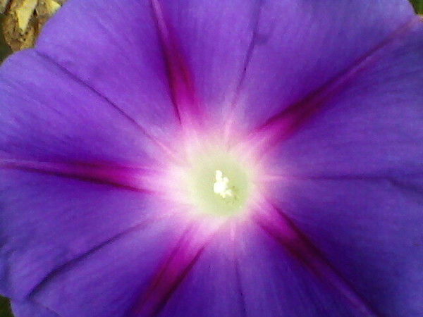 Елена Евстигнеева