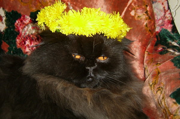 Иван Кармадонов