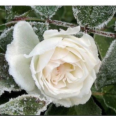 Светнана Прохорова