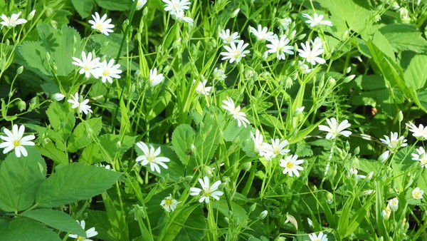 Владимир Сафьянов