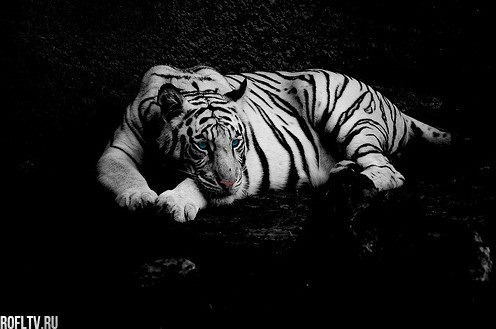 Айгуль Гумарова