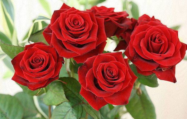 Наталья Концурова