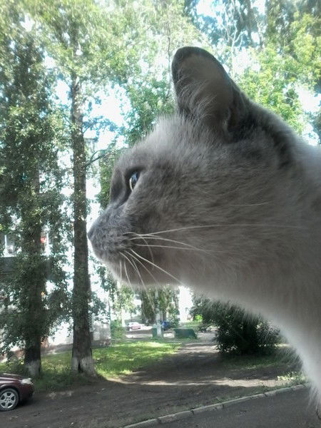 Наталья Самутина