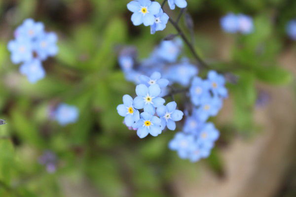 Ольга Шнайдер