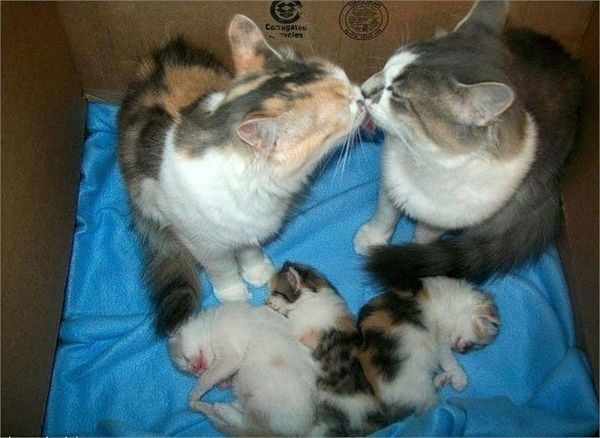 Екатерина Белоконь-Дышекова