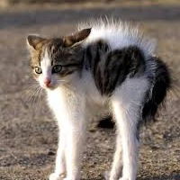 Артём Рославлев