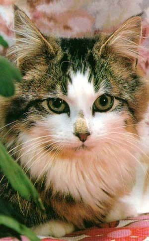 Неля Усачева