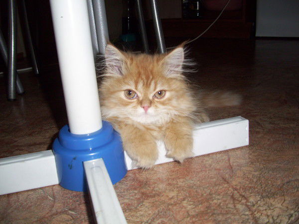 Ольга Ивчик