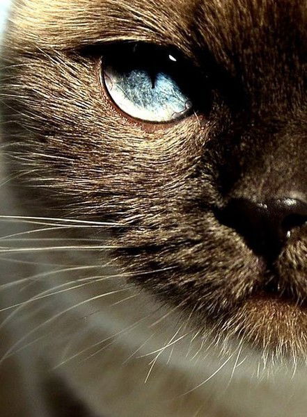 Вадим Вадим