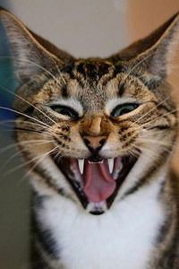 Анастасия Смирнова