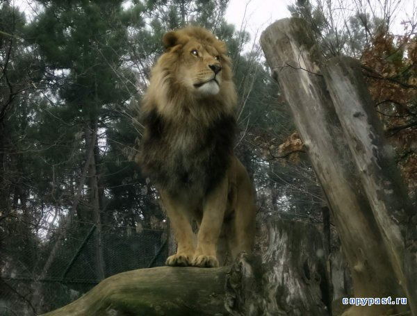 Прокс Руслан