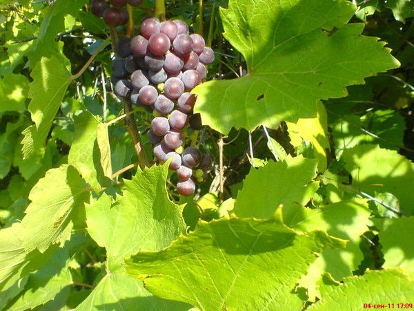 Курилов Владимир