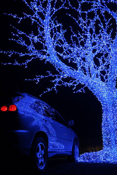 Эльмира Щербакова