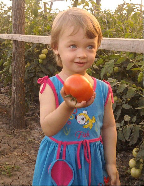 Владимир Новиков