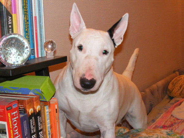 Елена Кузнецова