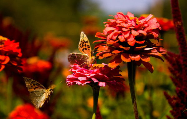 Ольга Никитина