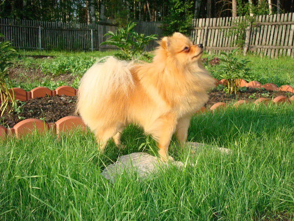 Диана Давыдова