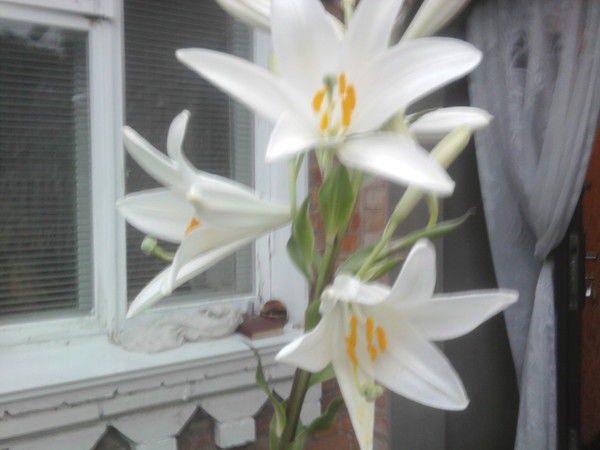 Лилия Кушнир