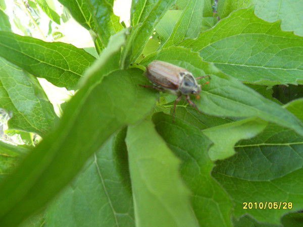 Игорь Батин