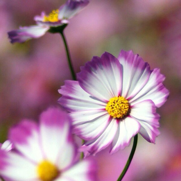 Елизавета Пикало