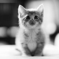 Настюша Цветкова