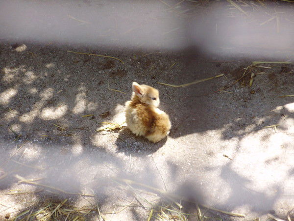 Олег Загорский