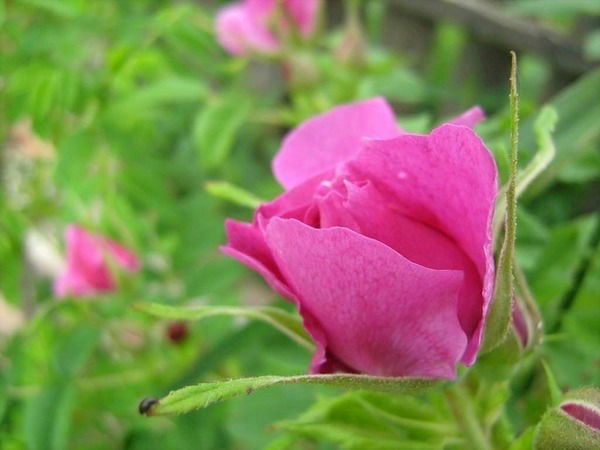 Елена Писарева