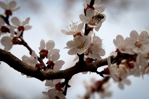 Менги Догбал